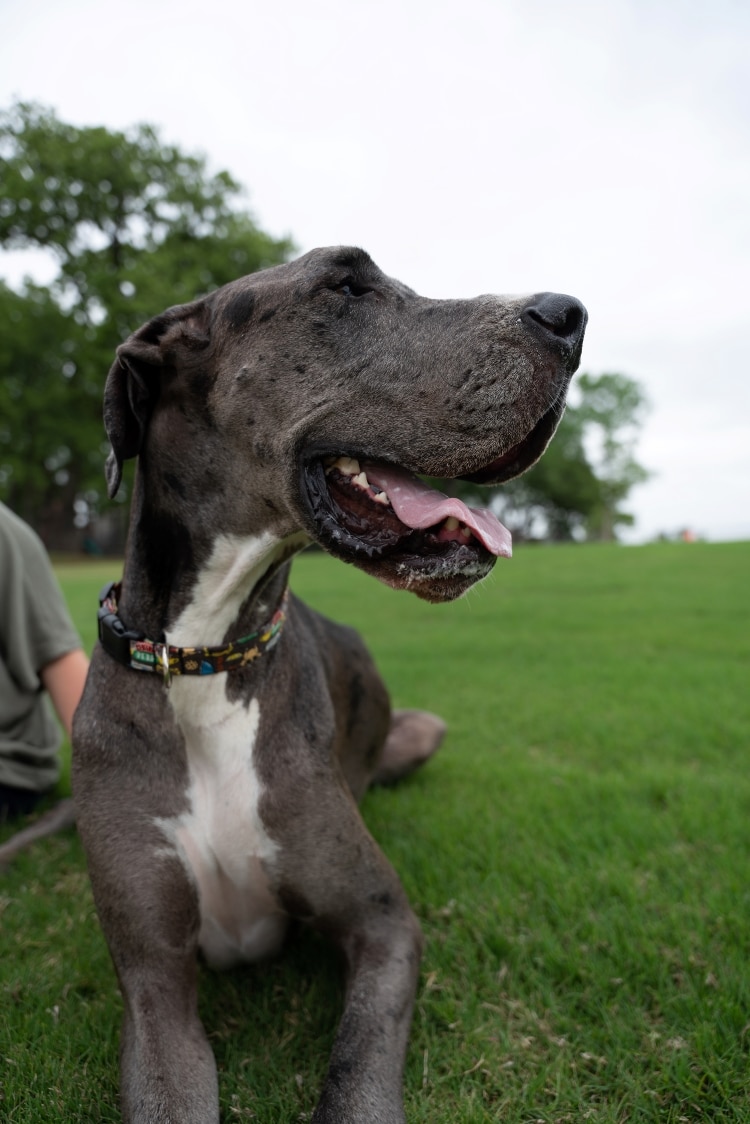 Zeus the Great Dane, The World's Tallest Living Dog