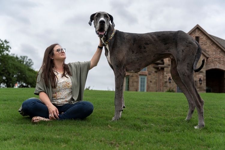 Zeus in the Grass with His Owner