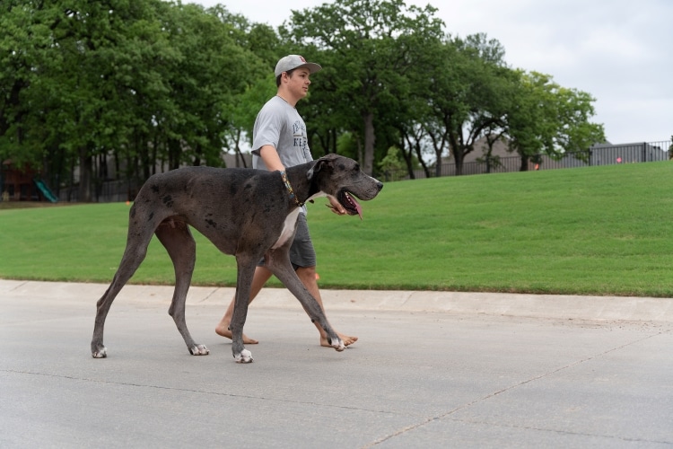 Zeus Great Dane