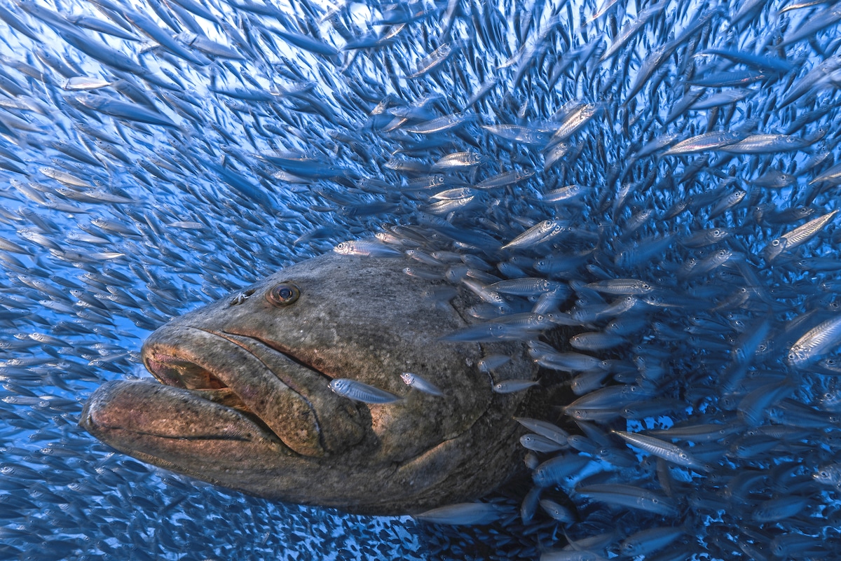 Atlantic Goliath Grouper Surrounded by Fish