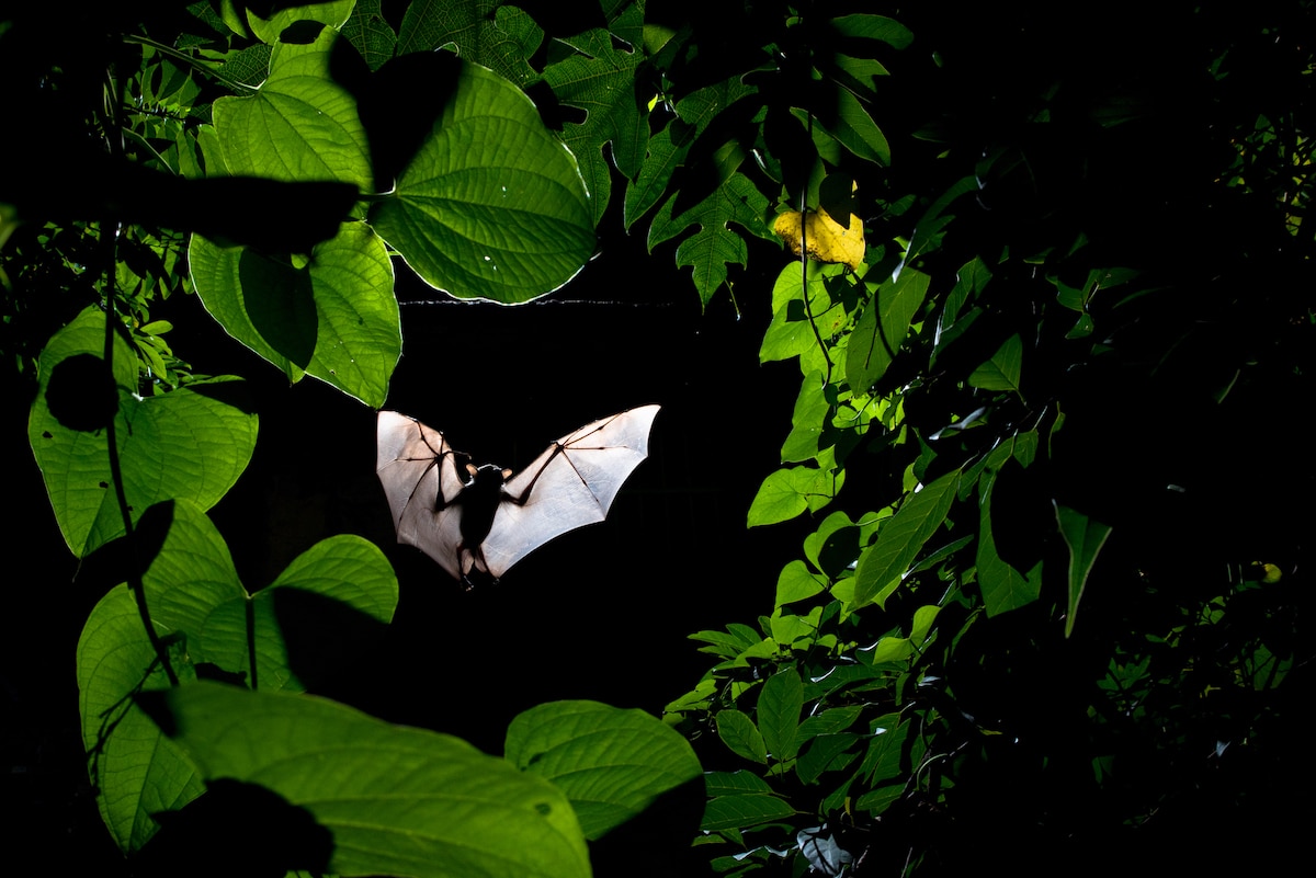 Bat Framed Within a Ring of Foliage