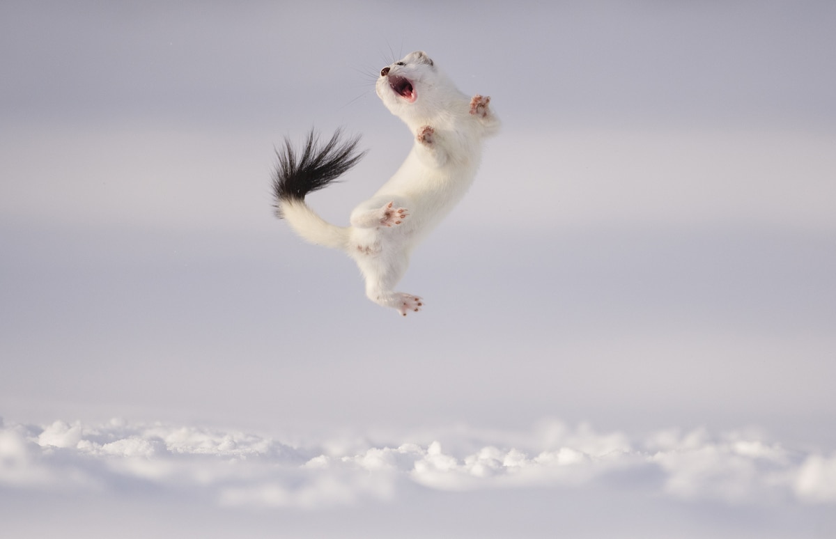 Stoat Jumping in the Snow