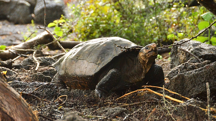 Meet Fernanda, the Last Known Member of a Giant Tortoise Species Recently Thought to Be Extinct