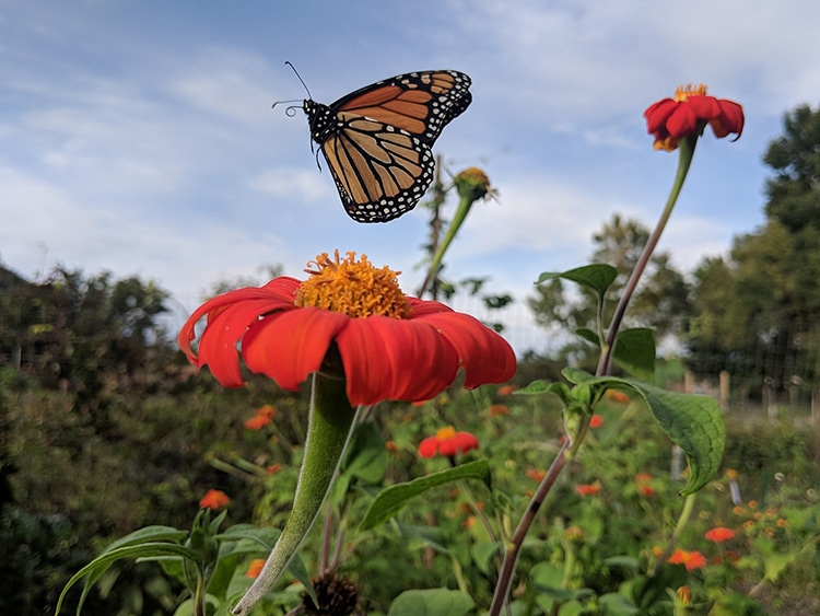 Monarch Butterfly Populations Are Recovering in Their Winter Home of Mexico