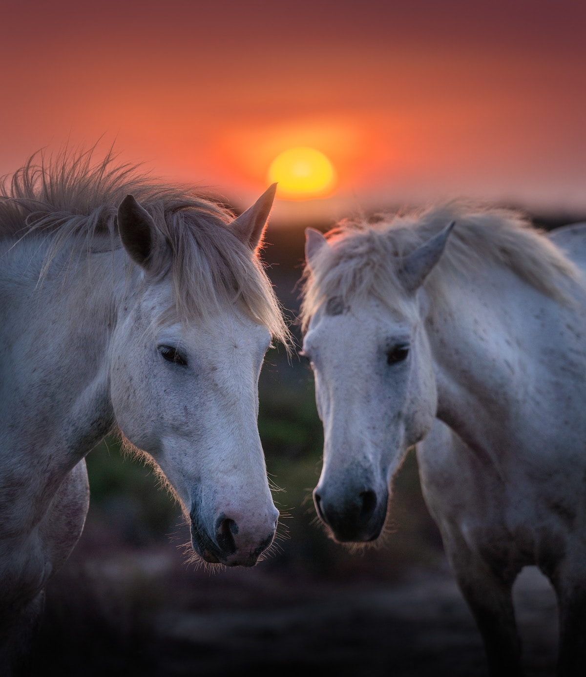 Camargue Horses by Albert Dros