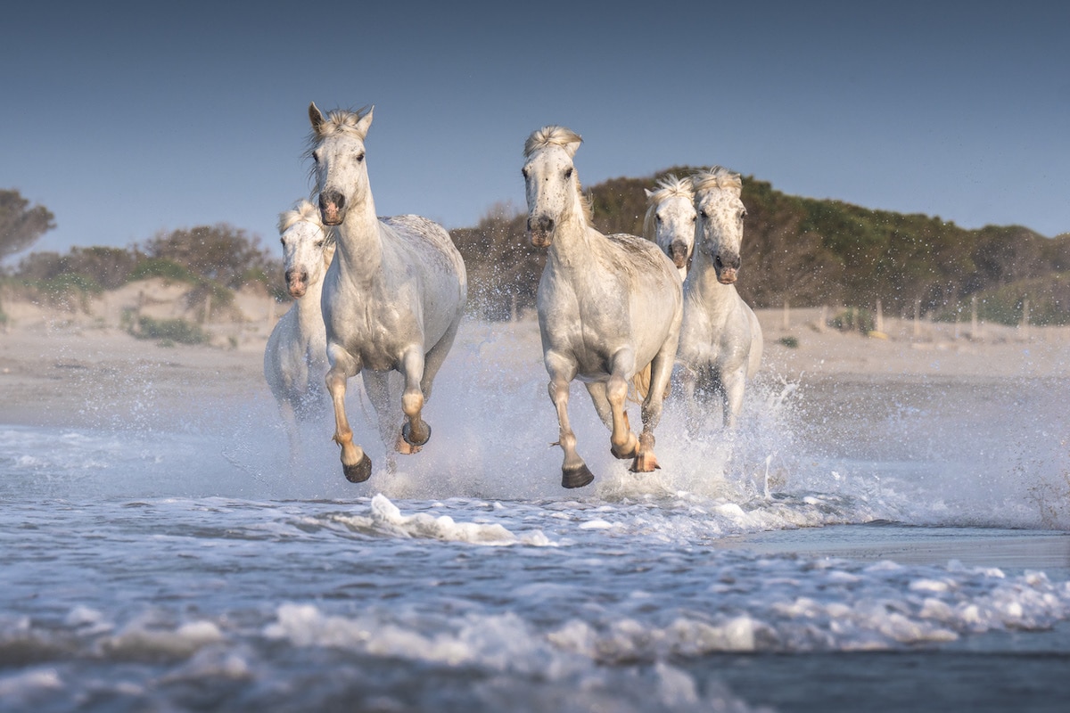 Camargue Horses by Albert Dros