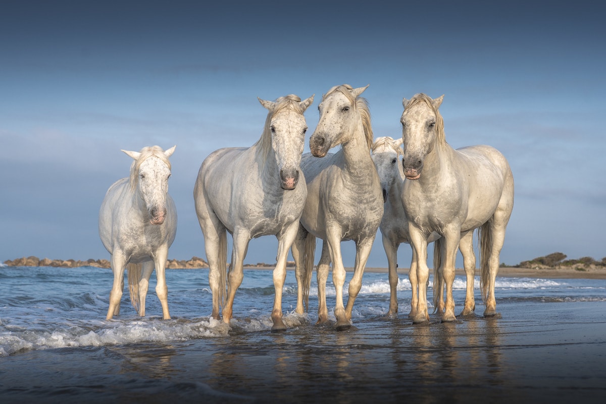 Camargue Horses by Albert Dros