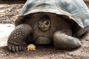 A Rare Baby Galápagos Giant Tortoise With Albinism Is Born at Swiss Zoo