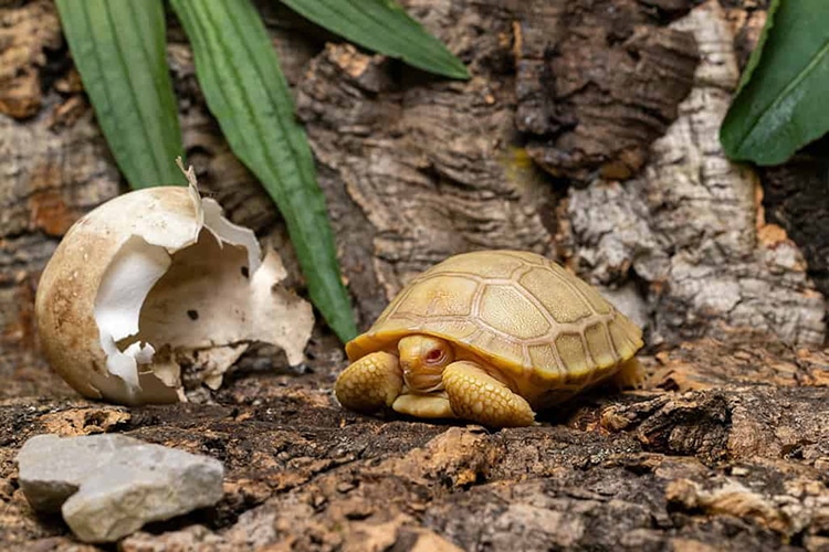 Baby Tortoise with Albinism