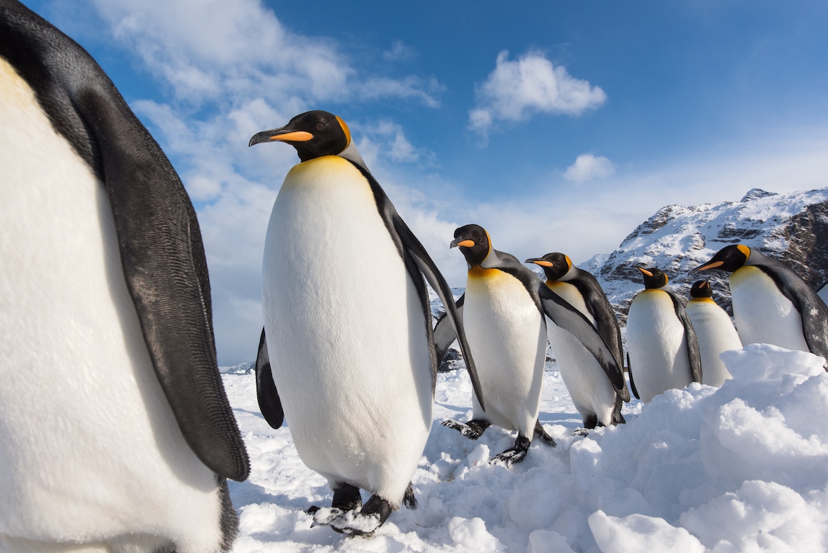 Single File of King Penguins