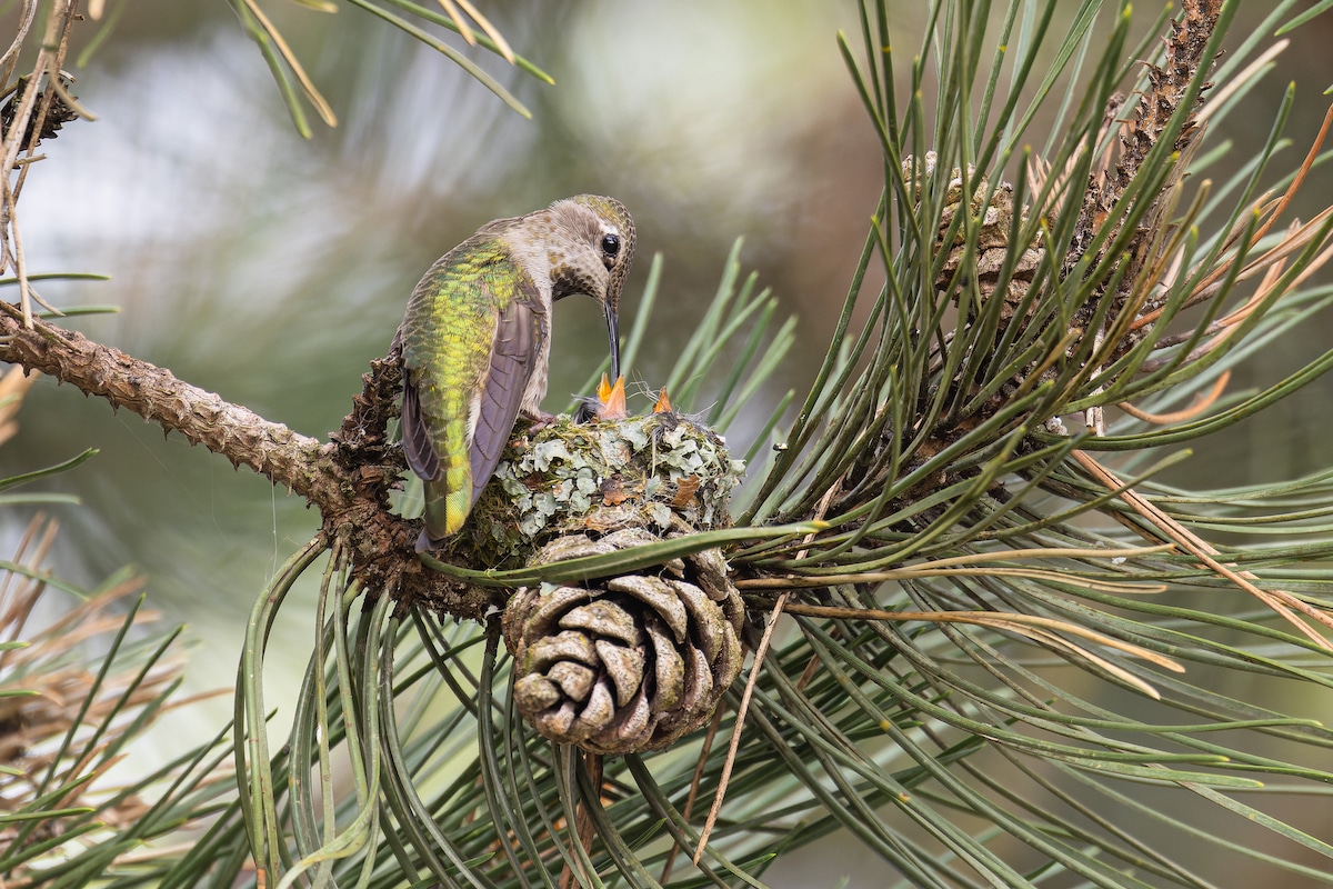 Hummingbird Feeding Baby Birds in Nest