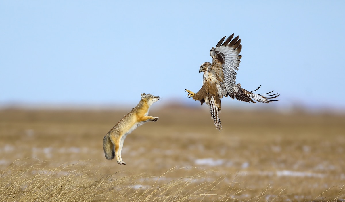 Buzzard and Corsac Fox Fighting