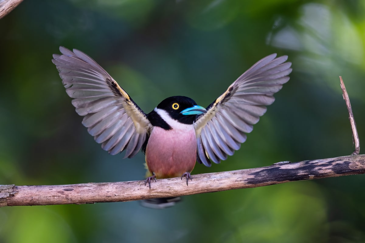 Black and Yellow Broadbill Raising Its Wings