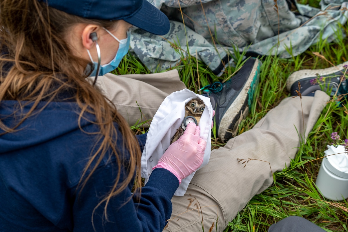 Manitoba Burrowing Owl Recovery Program