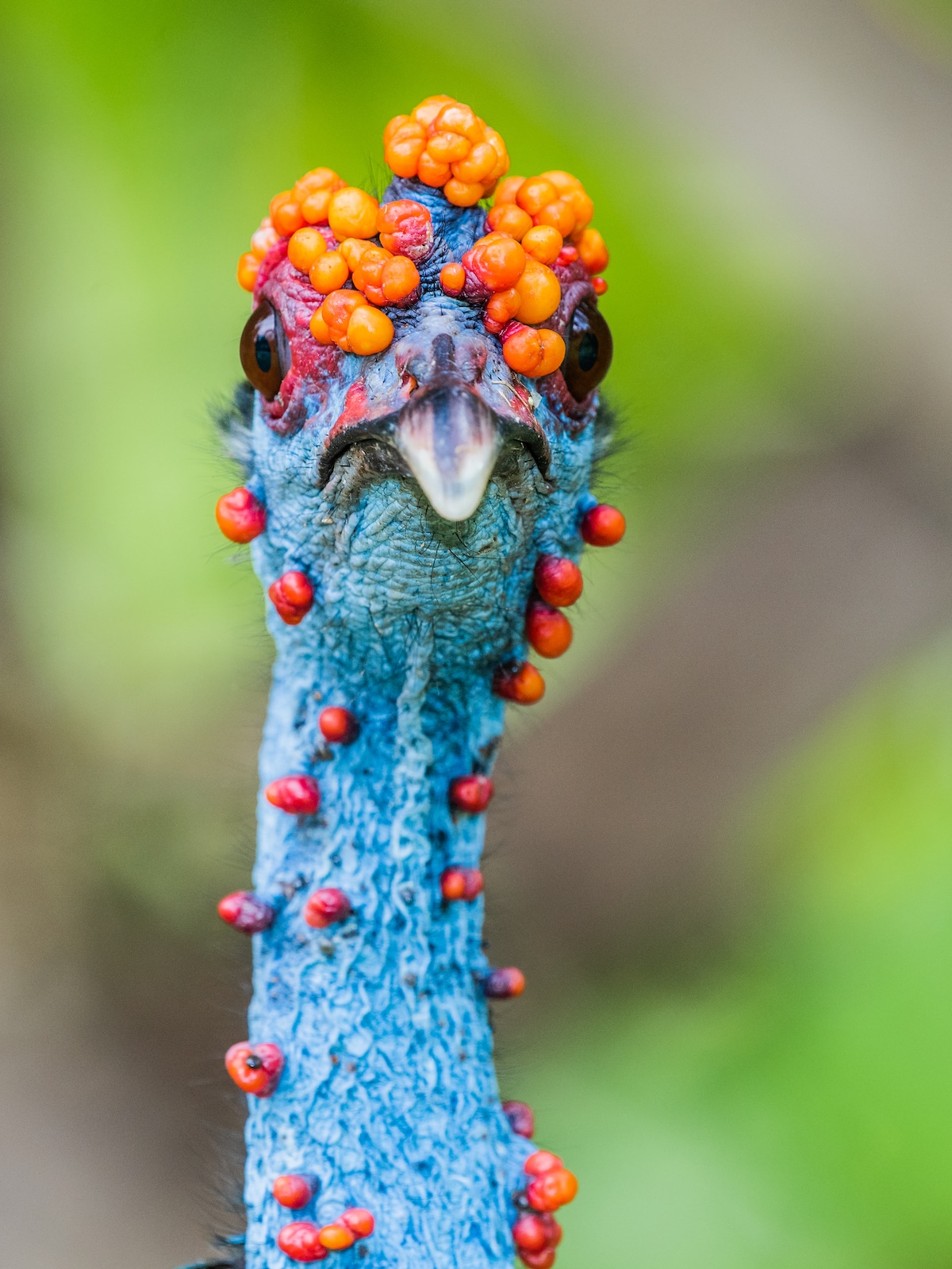 Male Ocellated Turkey with Orange Warts on His Head