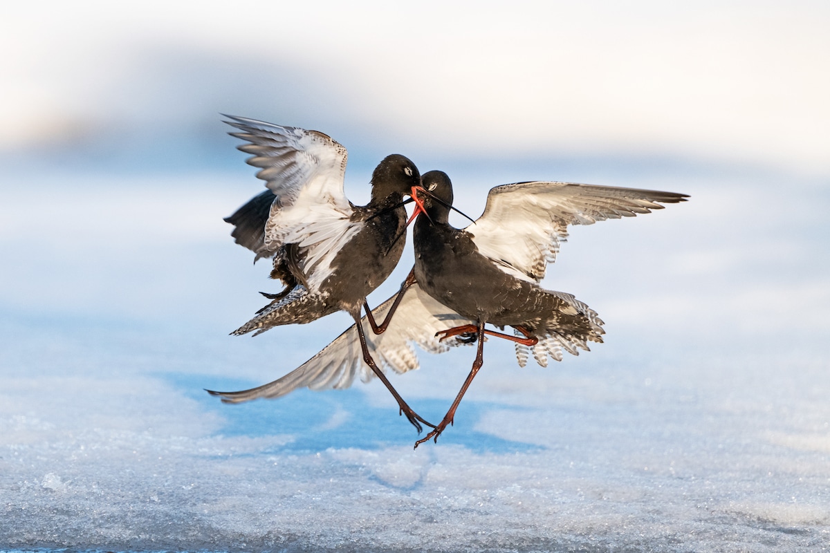 Two Spotted Redshanks Fighting