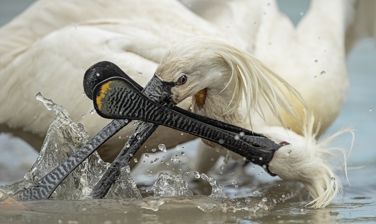 Eurasian Spoonbills Fighting