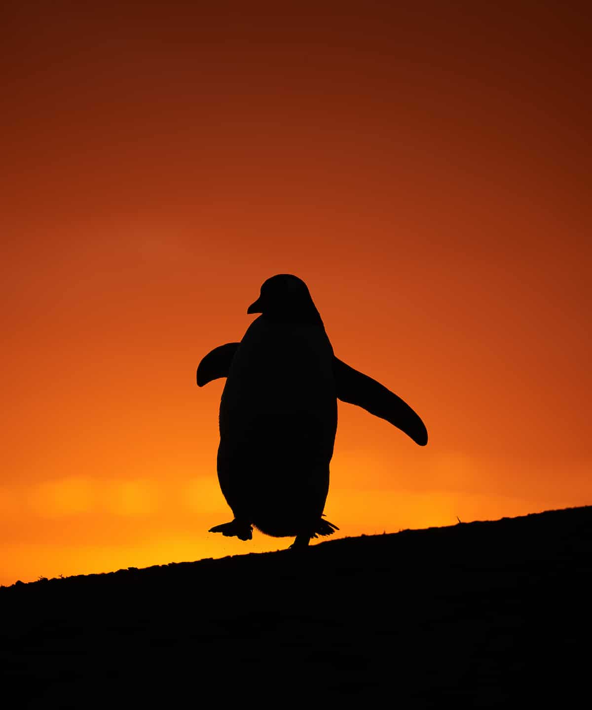 Gentoo Penguin in Silhouette Against the Sunset