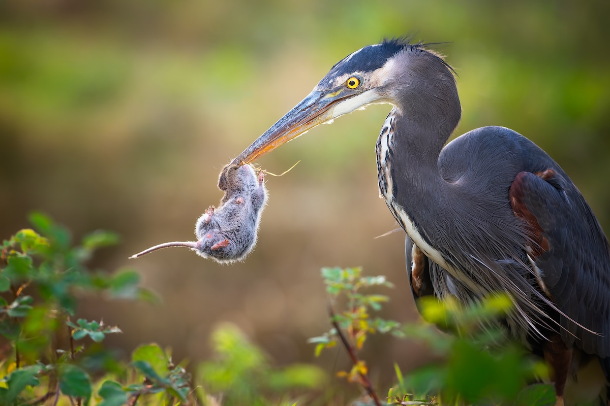 Great Blue Heron Eating a Mouse