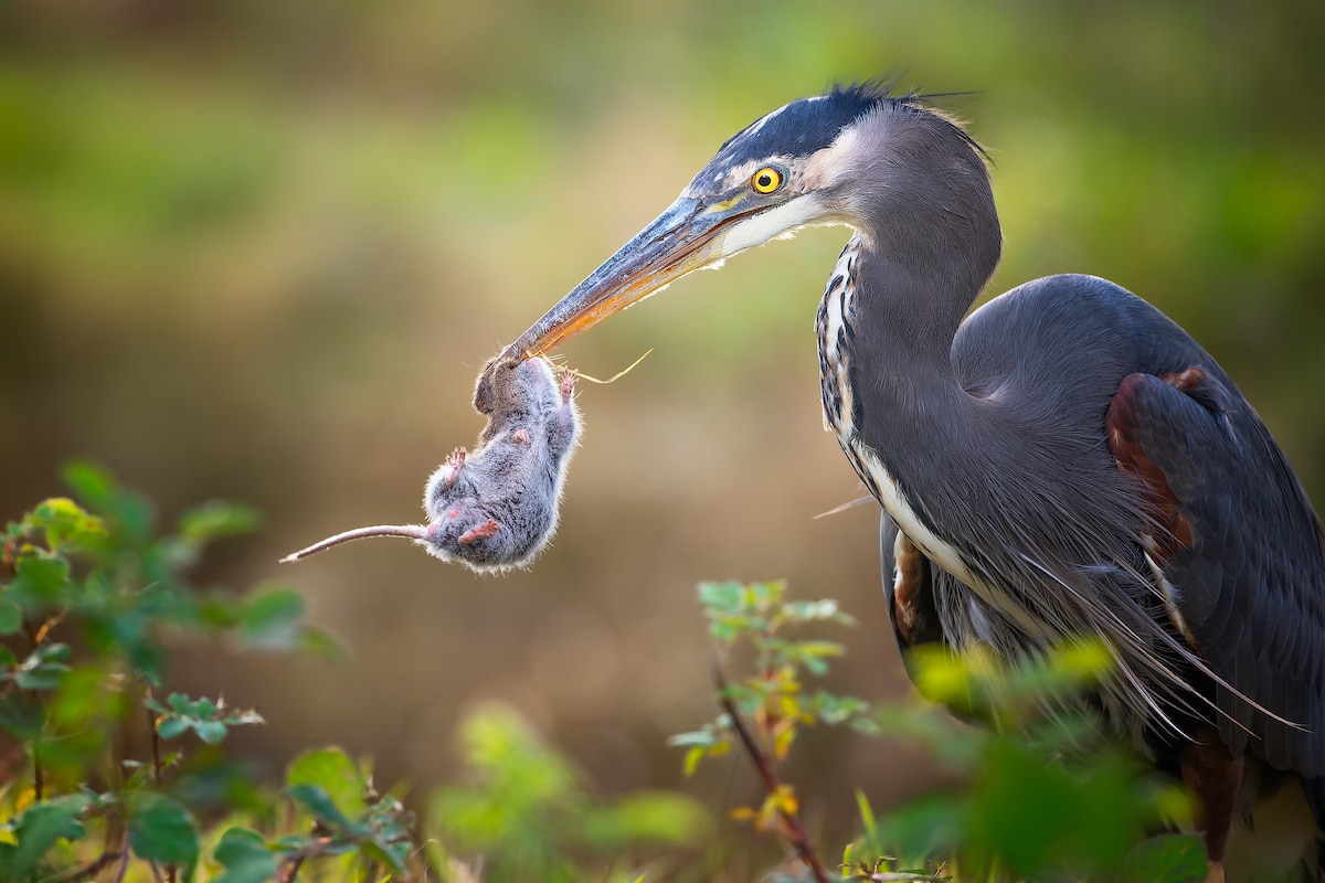 image Bird Photographer of the Year 2022 bpoty early look 2022 8