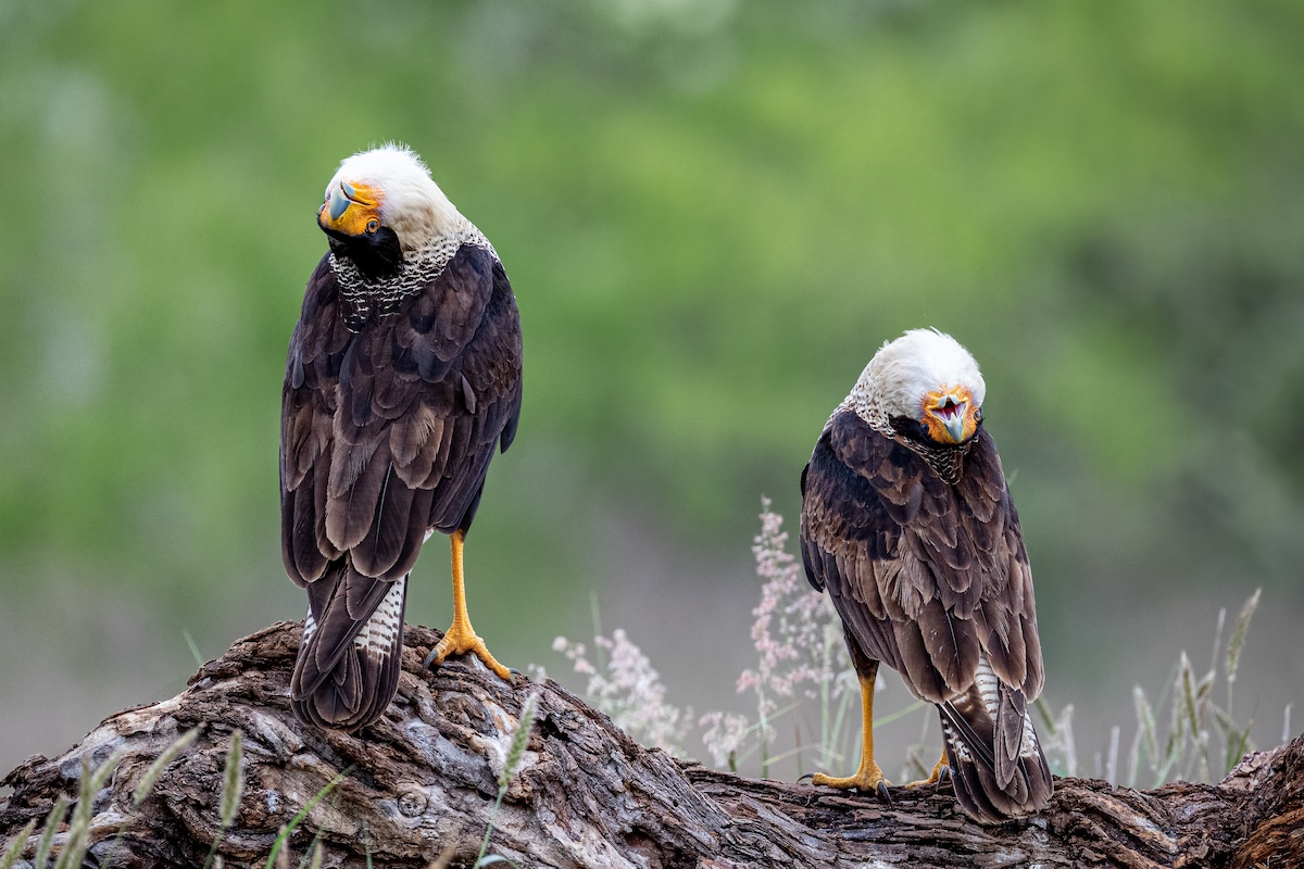 Mating Ritual of Crested Caracaras