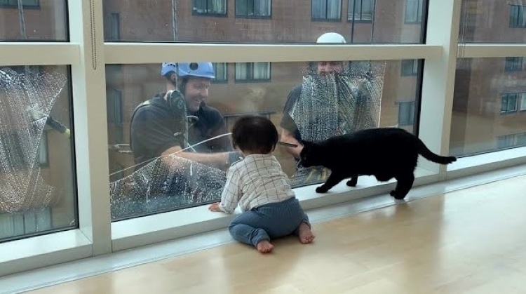 Toddler and Cat Watching Window Washers