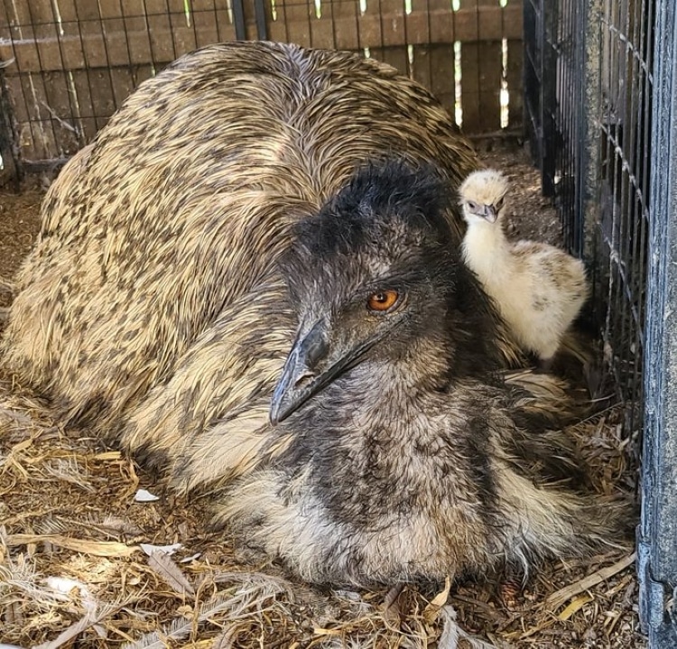 Emu Dad with Baby Chick