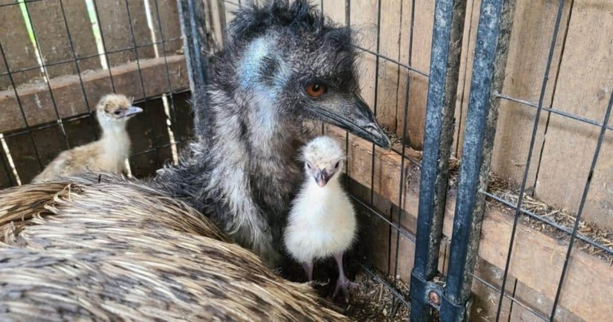 Emú macho incuba huevos de otras aves y ayuda a seis polluelos a nacer