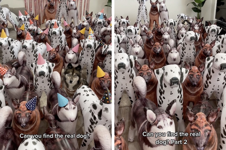Find Real Birthday Dog Hiding Amongst Toys in Viral TikTok Videos