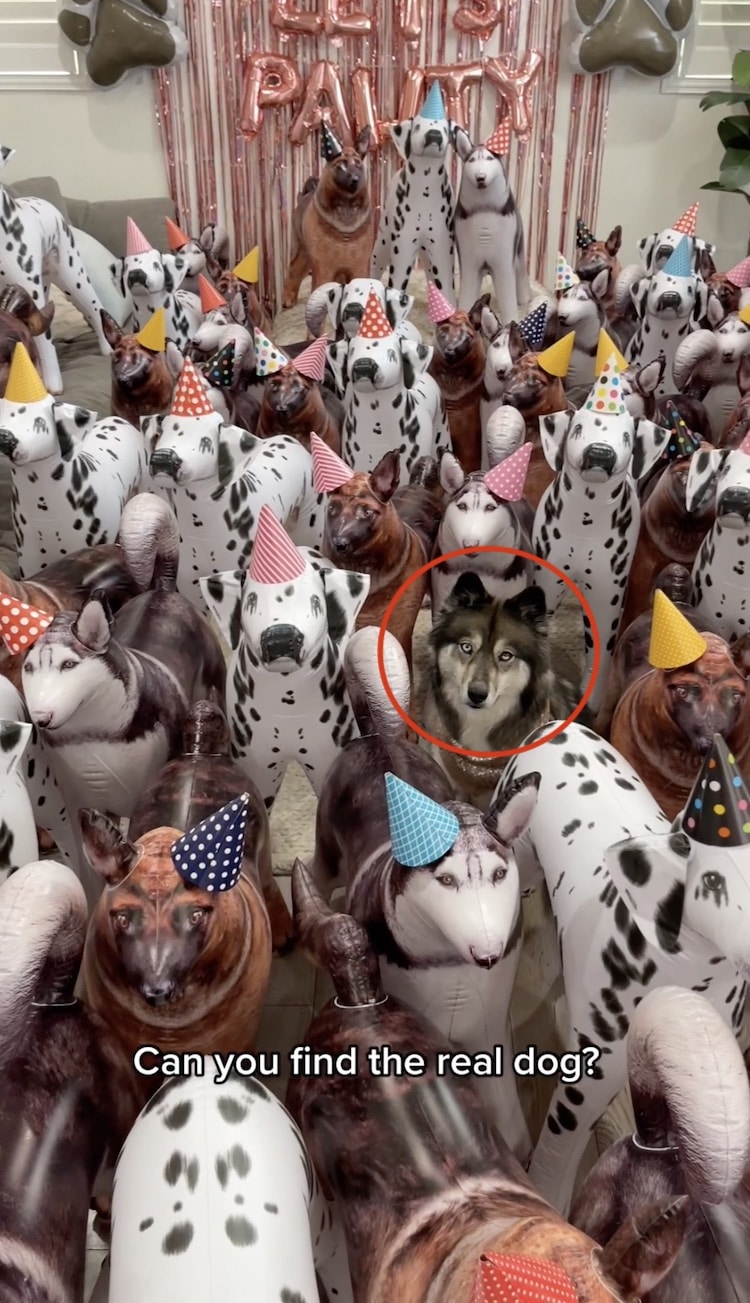 video of toy dog that looks real