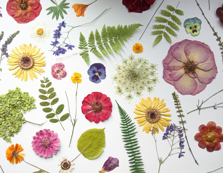 Pressing Flowers & Dried Flower Art - Try Something New Every Month