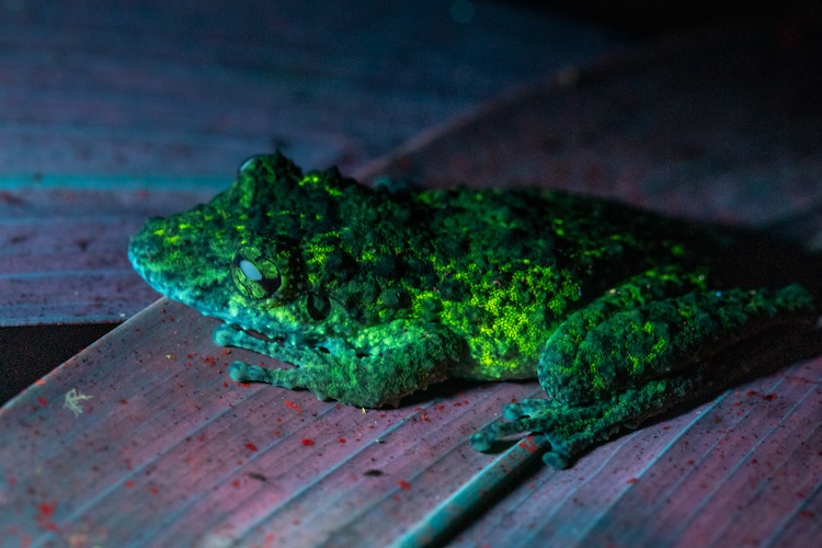Tree Frog in the Amazon Under UV Light