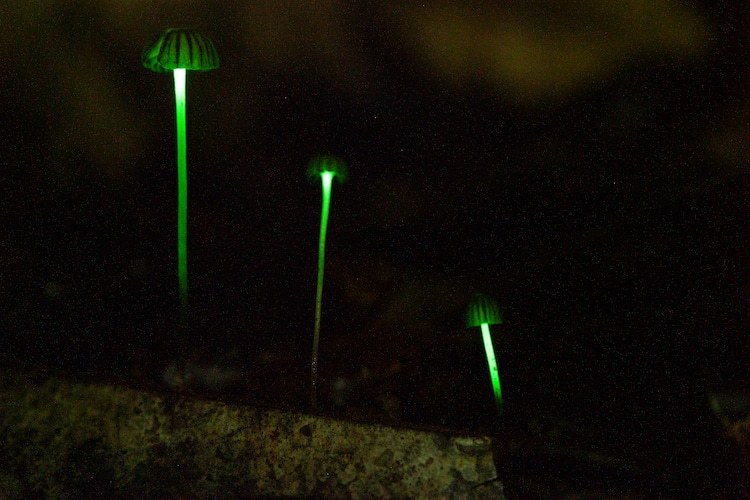 Funghi Under UV Light