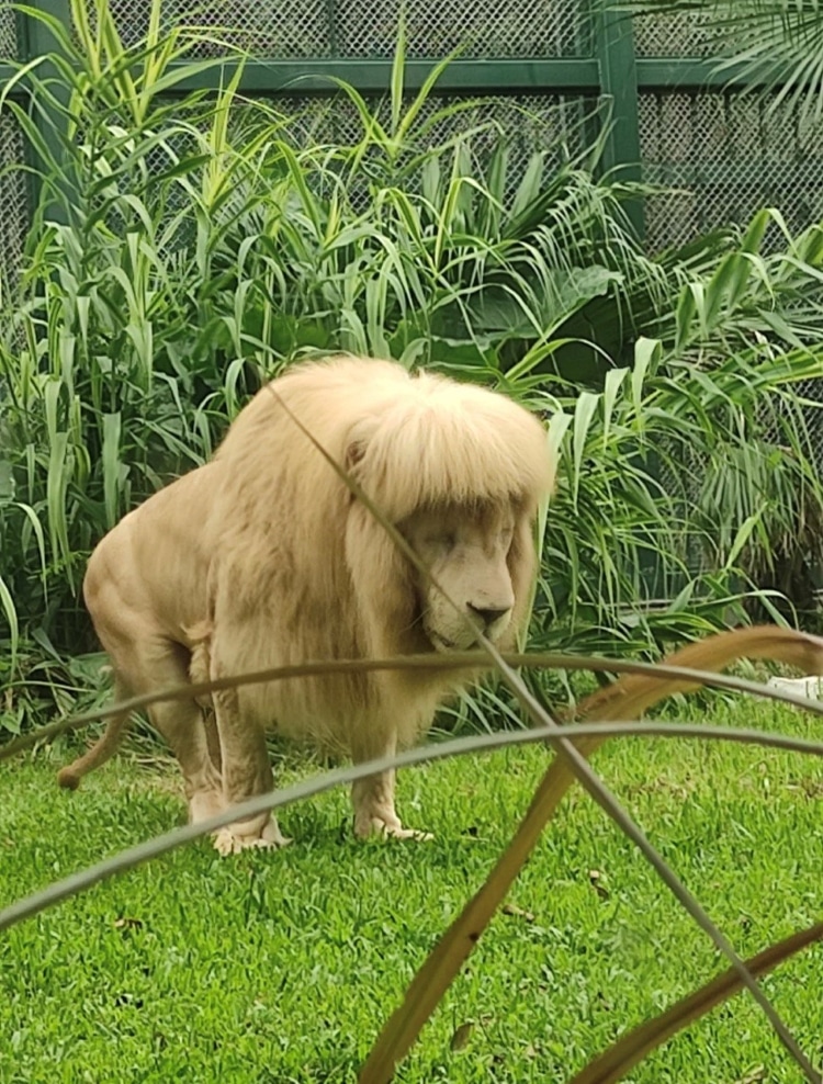 Hang Hang, un león blanco en un zoológico chino que parece tener flequillo