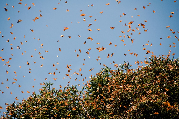 Monarch butterfly populations recover in their winter home of Mexico