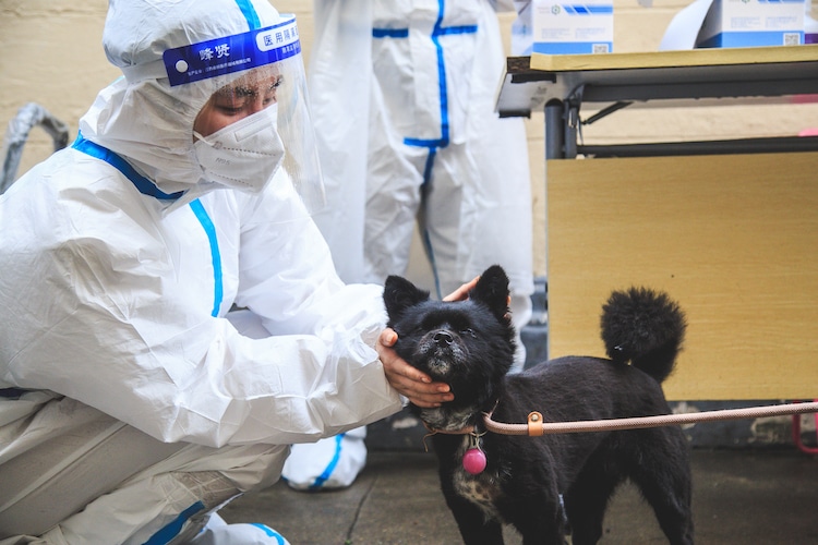 Dog Testing During Shanghai Covid Lockdown