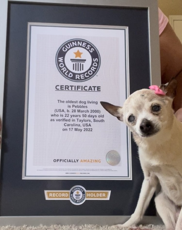 Pebbles con el certificado que acredita que es perro vivo más viejo del mundo