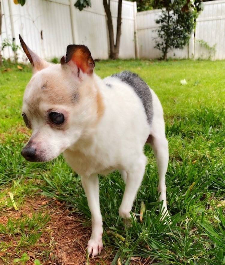 Pebbles, a Four-Pound, Toy Fox Terrier, is the Oldest Dog Living at 22 Years Old