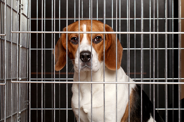 Dog stores shop that sell dogs