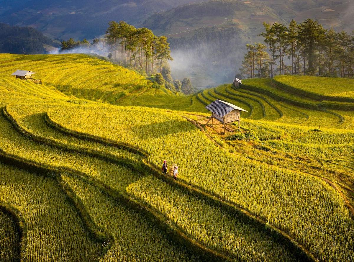 Rice Paddies in Mu Cang Chai