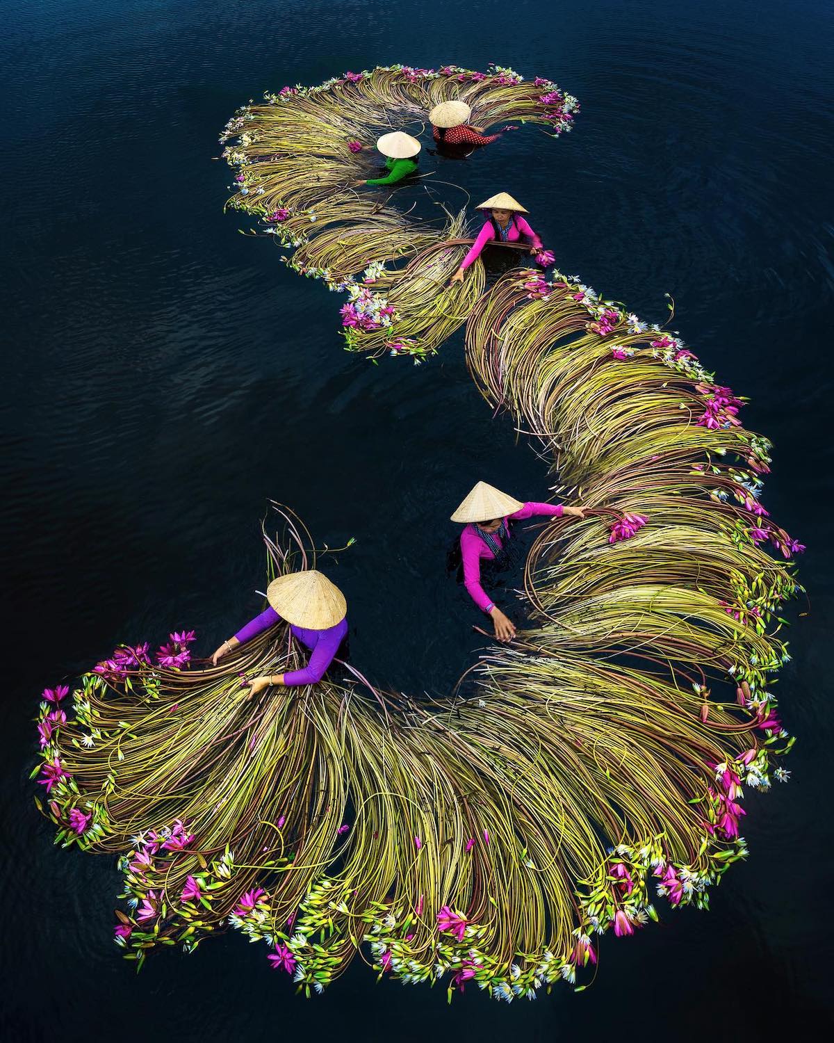 Lily Harvest in the Mekong Delta