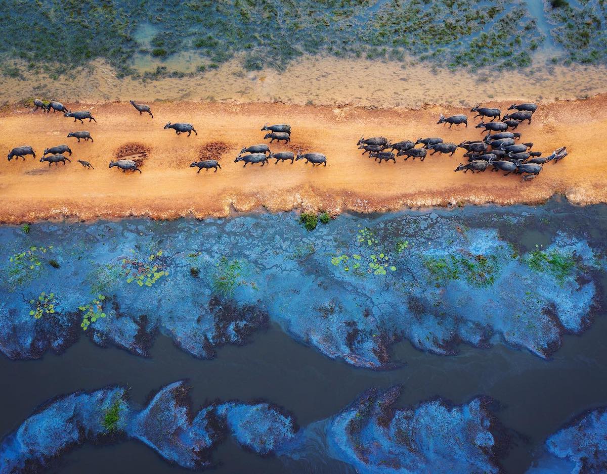 Buffaloes in the Mekong Delta