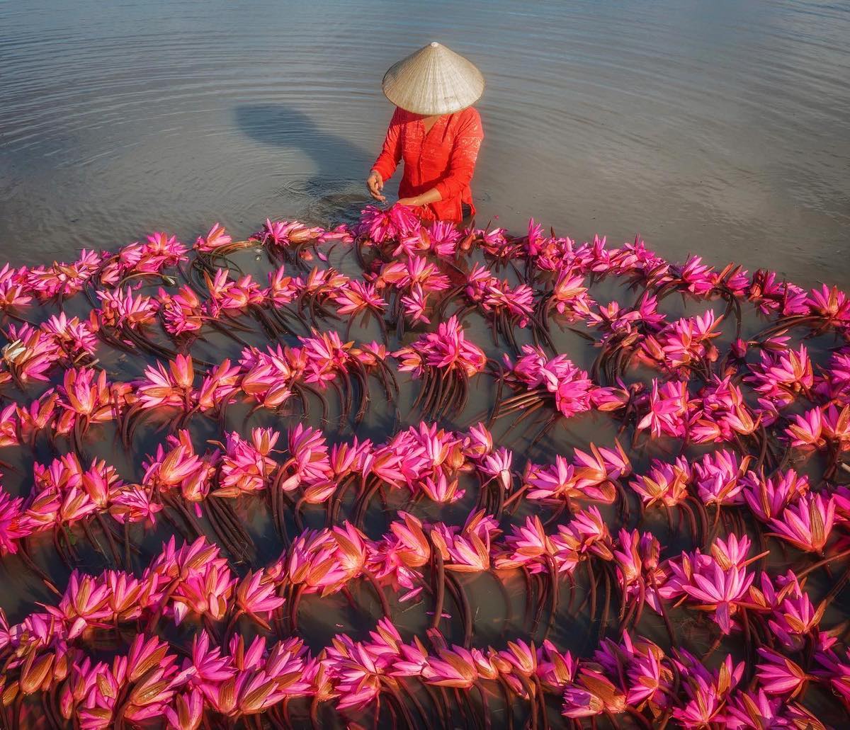 Lilies in the Mekong Delta