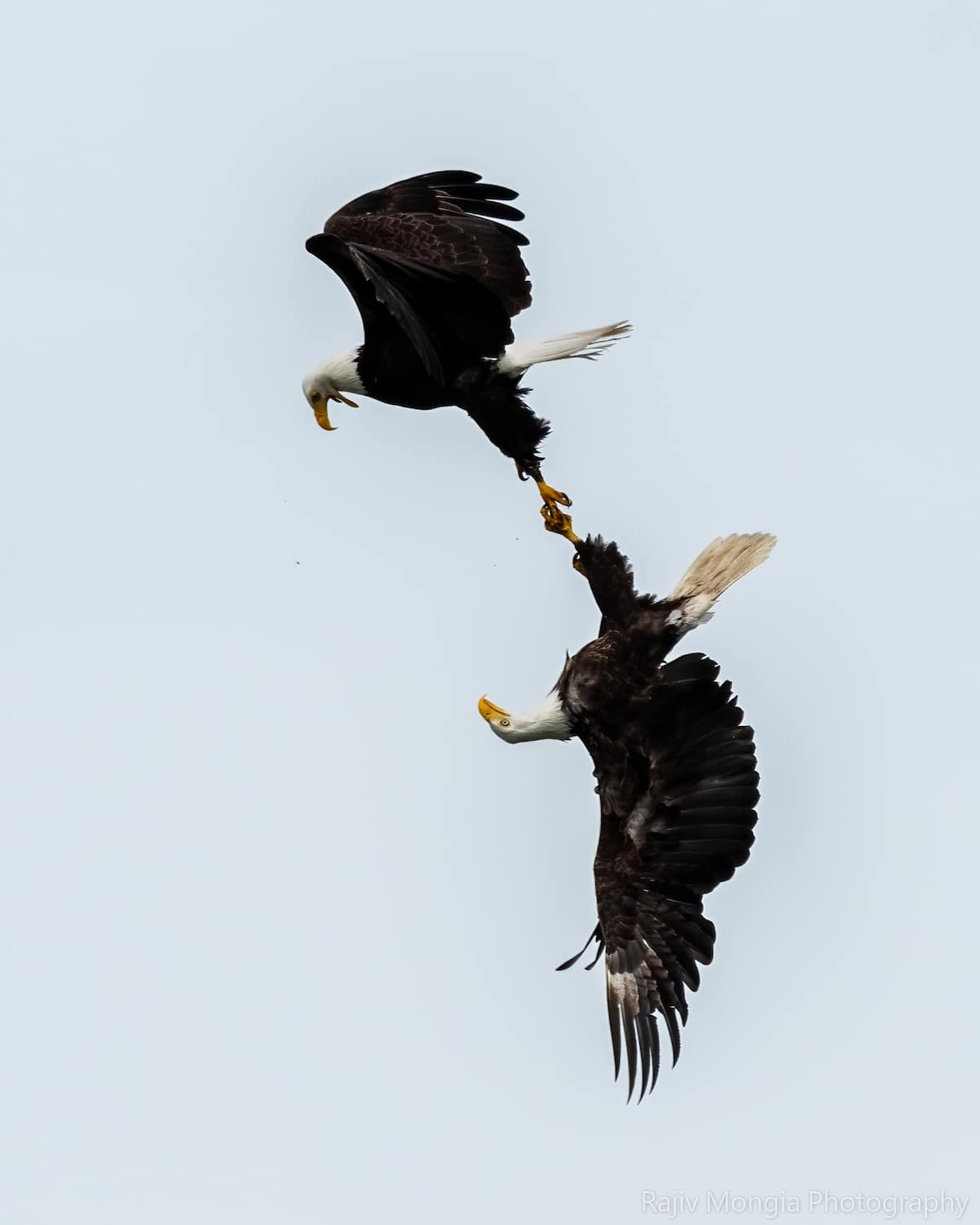 Bald Eagle Photography by Rajiv Mongia