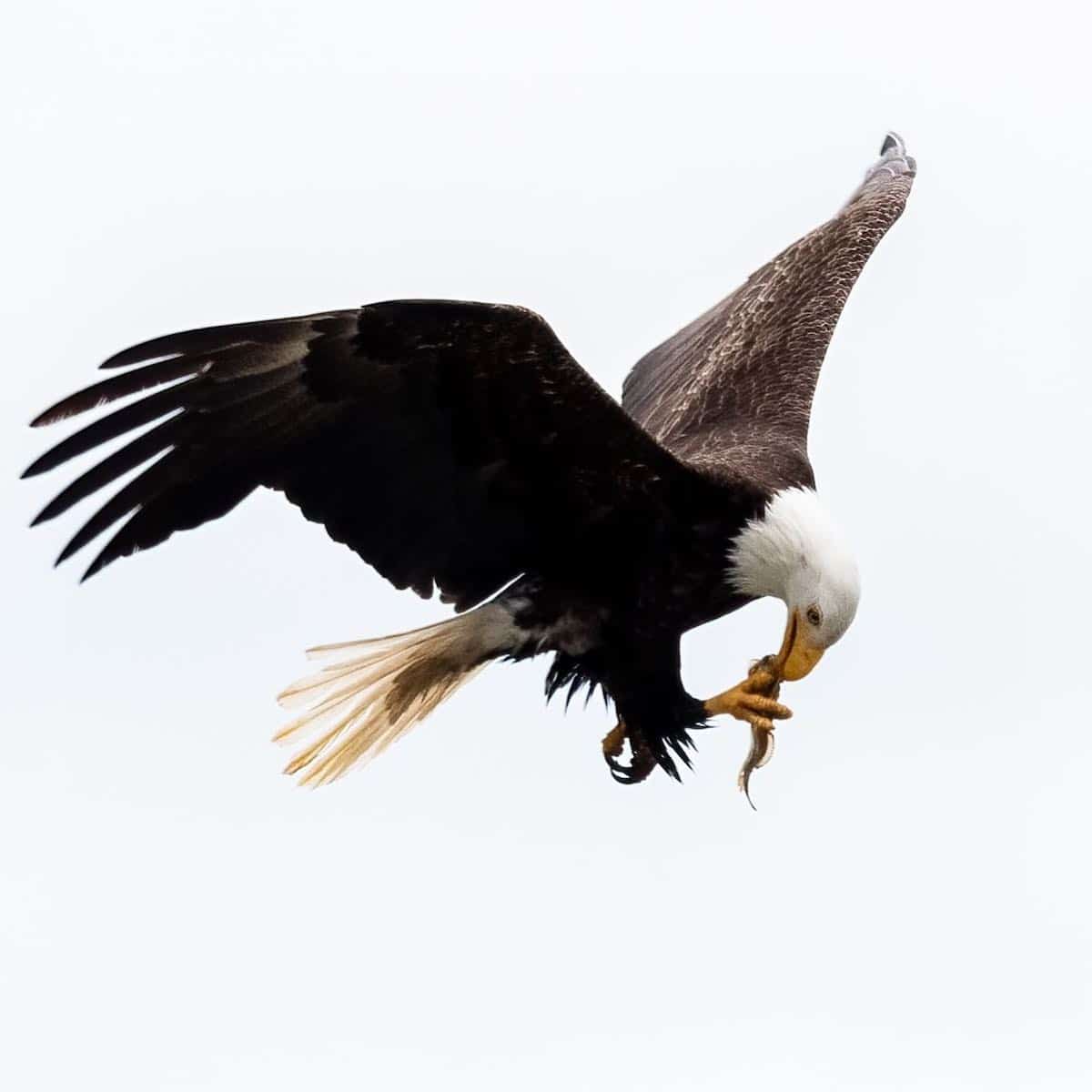 Bald Eagle Photography by Rajiv Mongia