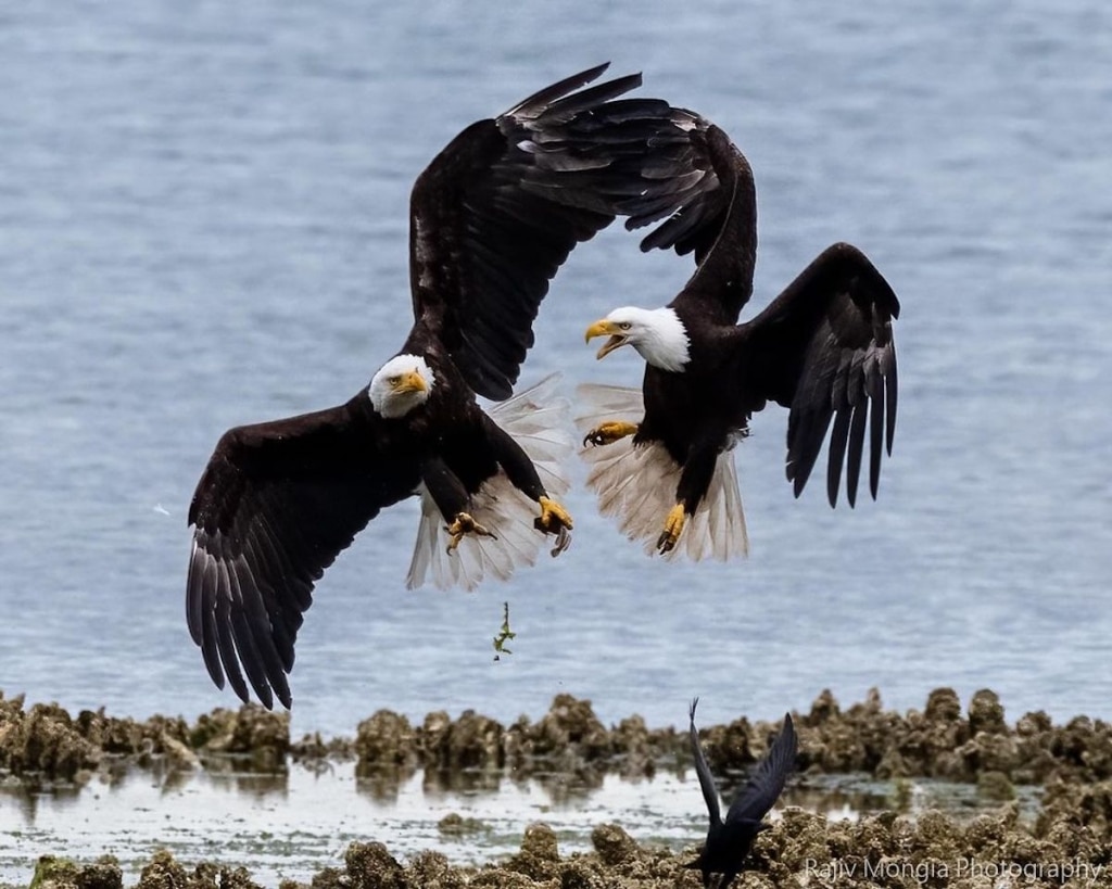 Photographer Captures Amazing Photo of Eagles Fighting in Mid-Air