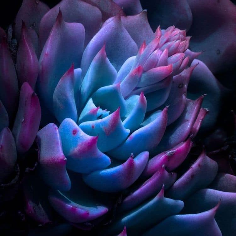 Plant Photography by Tom Leighton