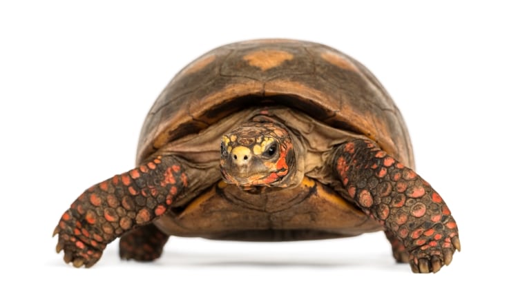 Image of a Red-Footed Tortoise
