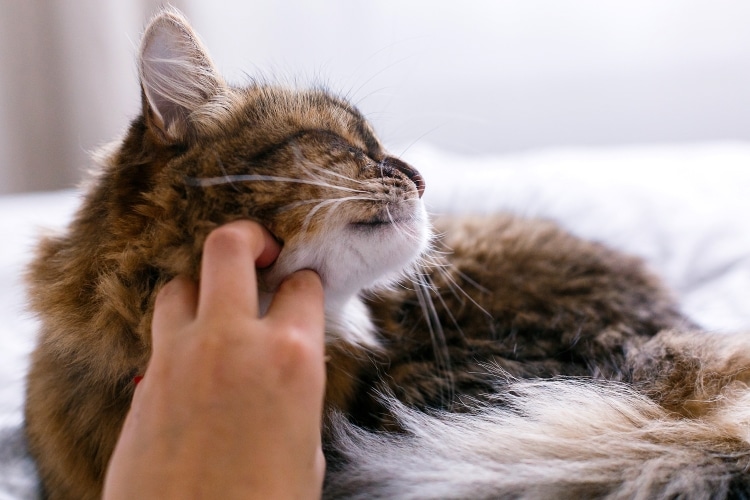 Owner Petting Cat