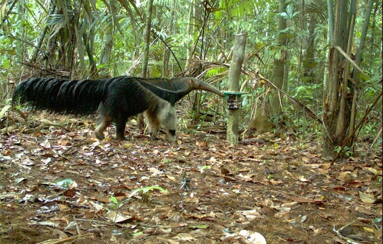 The Wildlife Conservation Society's camera traps compile a database of Amazon rainforest animals